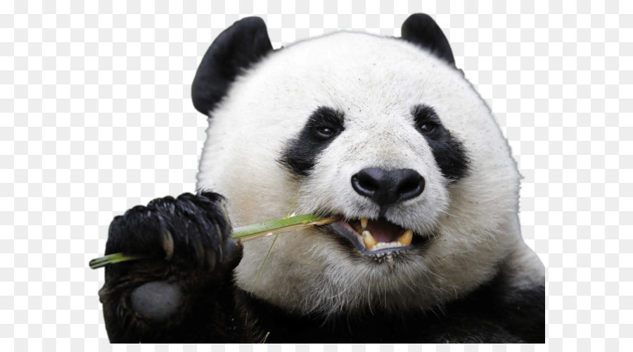 Chengdu Research Base of Giant Panda Breeding San Diego Zoo Bear - Panda png download - 3500*2625 - Free Transparent Giant Panda png Download.