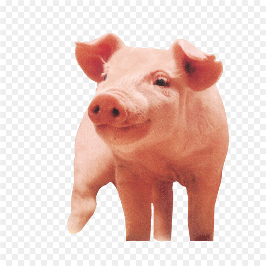 Porky Pig Download - pig png download - 1773*1773 - Free Transparent Pig png Download.