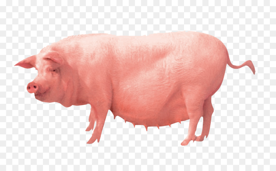 Pig farming Clip art - Pigs png download - 1535*941 - Free Transparent Pig Farming png Download.