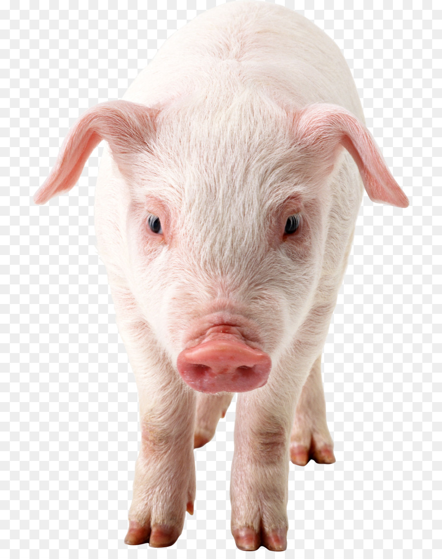 Domestic pig Clip art - pig png download - 768*1125 - Free Transparent Pig png Download.