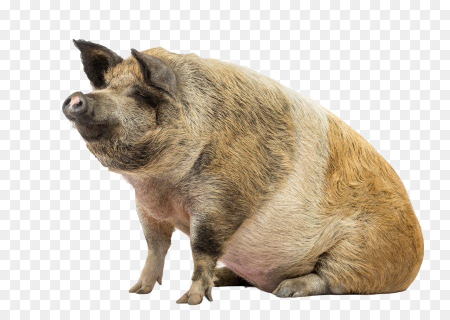 Stock photography Livestock - Wild pig png download - 3449*2448 - Free Transparent Stock Photography png Download.