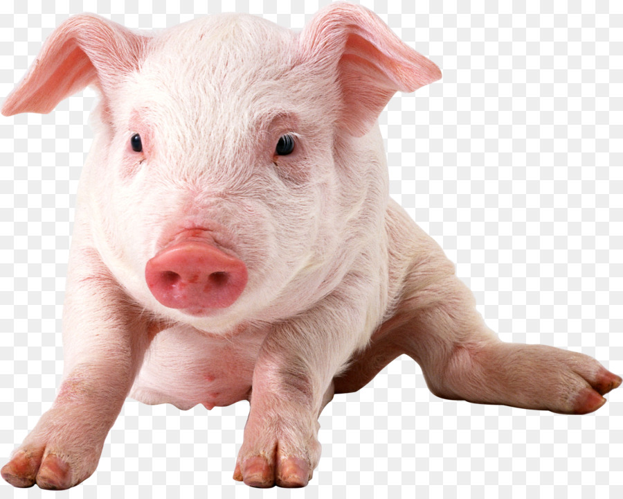 Domestic pig Clip art - farm animal png download - 1914*1506 - Free Transparent Pig png Download.