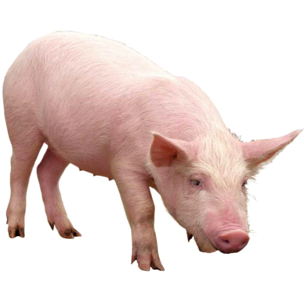 Domestic Pig Pig Png Download 600600 Free Transparent Pig Png