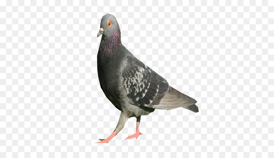 Columbidae DeviantArt Bird Domestic pigeon - pigeon png download - 512*512 - Free Transparent Columbidae png Download.