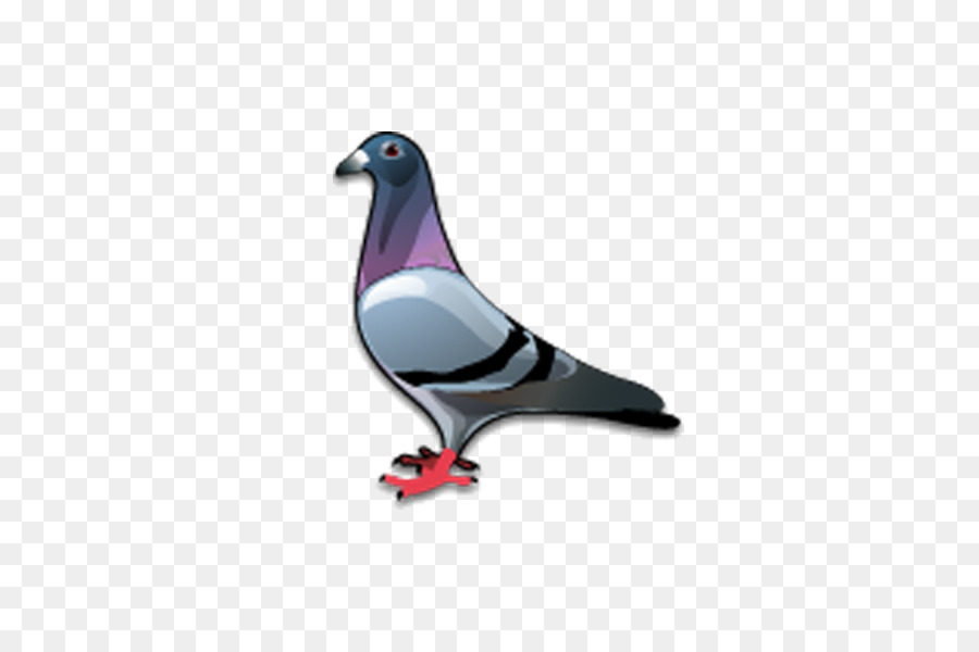 Stock dove Bird Columbidae Icon - pigeon png download - 600*590 - Free Transparent Stock Dove png Download.