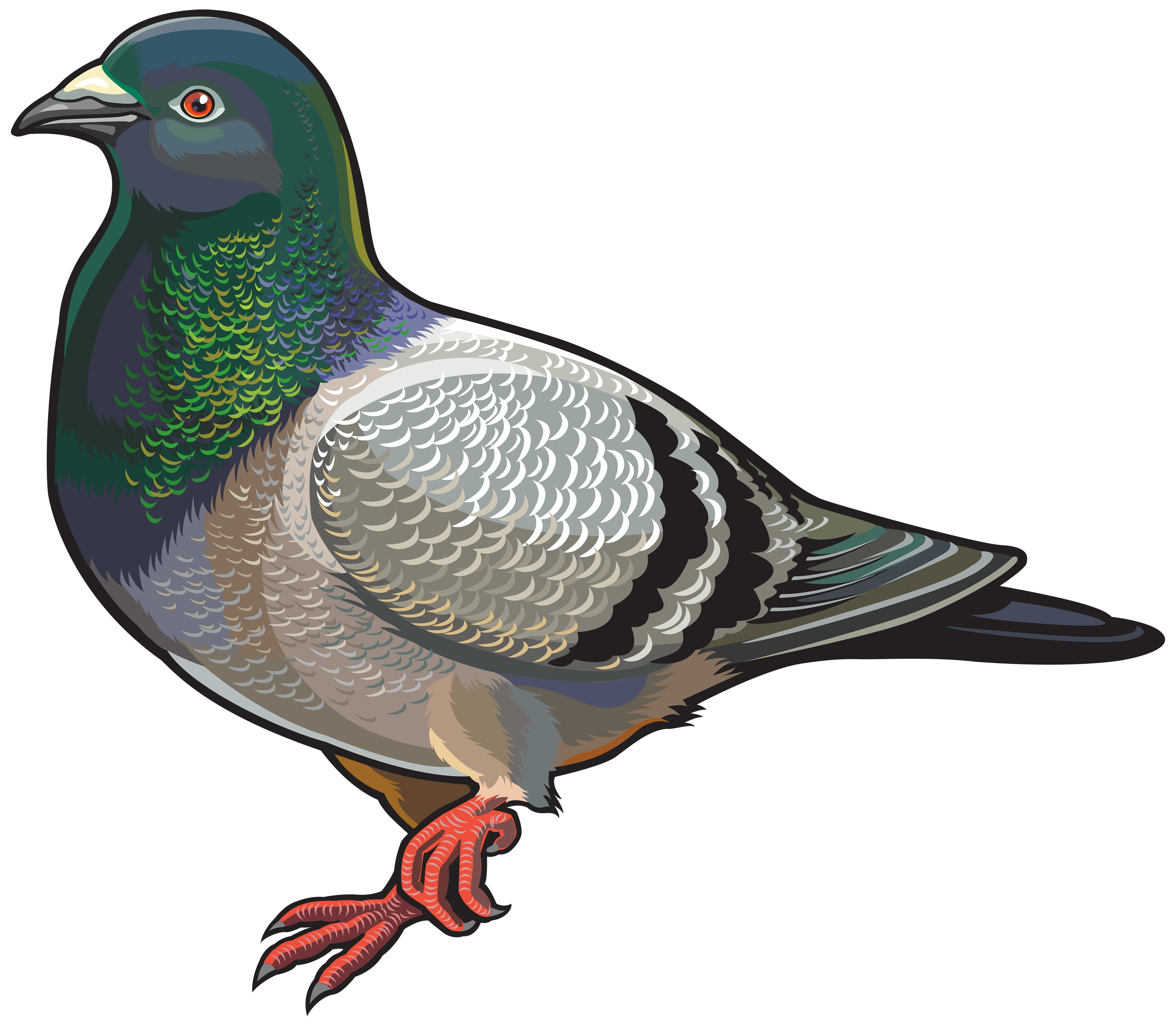 English Carrier Pigeon Columbidae Bird Clip Art Pigeon Png Download