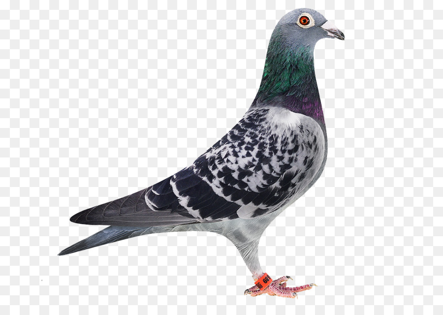 Homing pigeon Stock dove Racing Homer Bird Green pigeon - Bird png download - 1200*833 - Free Transparent Homing Pigeon png Download.