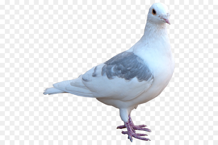 Columbidae Domestic pigeon Release dove Bird - pagani png download - 600*600 - Free Transparent Columbidae png Download.