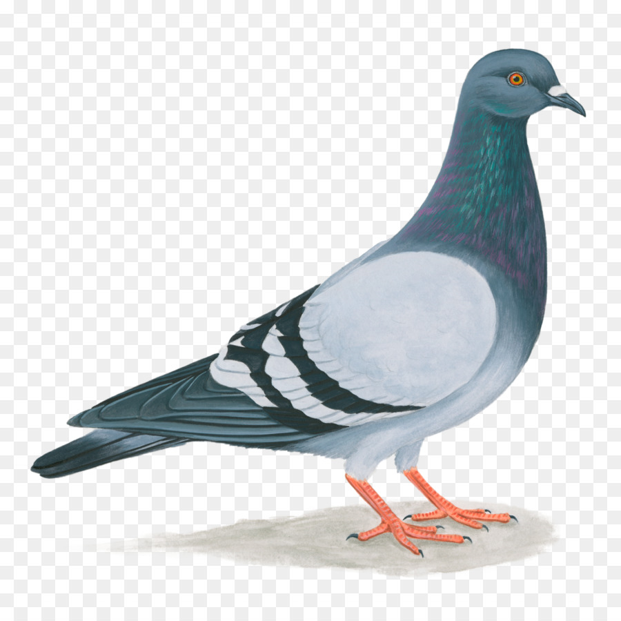 Domestic pigeon United States Columbidae Bird Feral pigeon - pigeon png download - 1886*1886 - Free Transparent Domestic Pigeon png Download.