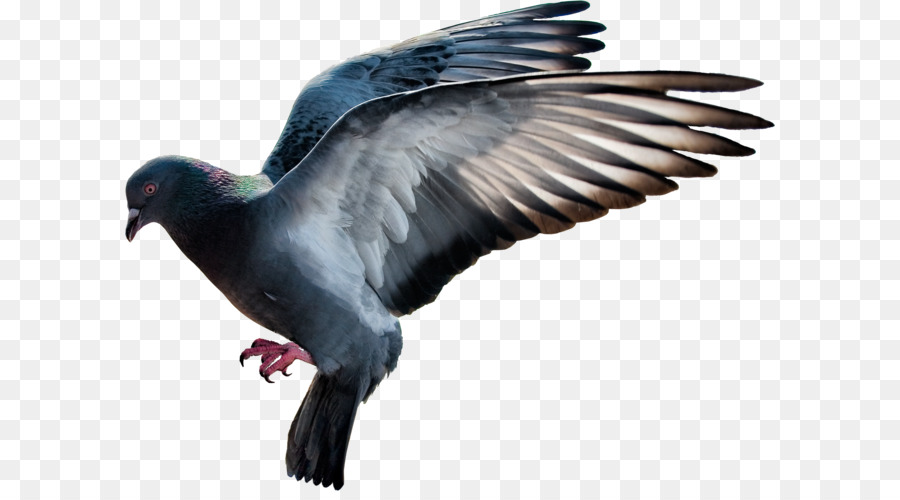 Domestic pigeon Columbidae Flight - pigeon PNG image png download - 2383*1800 - Free Transparent Domestic Pigeon png Download.