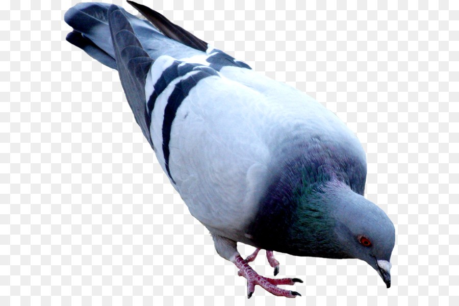 Oriental Roller Domestic pigeon - pigeon PNG image png download - 1664*1501 - Free Transparent Oriental Roller png Download.