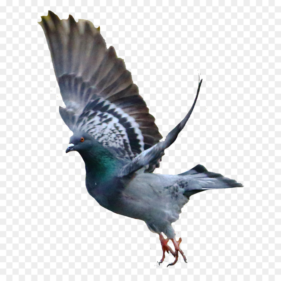 Rock dove Bird Columbidae - pigeon png download - 1500*1500 - Free Transparent Rock Dove png Download.