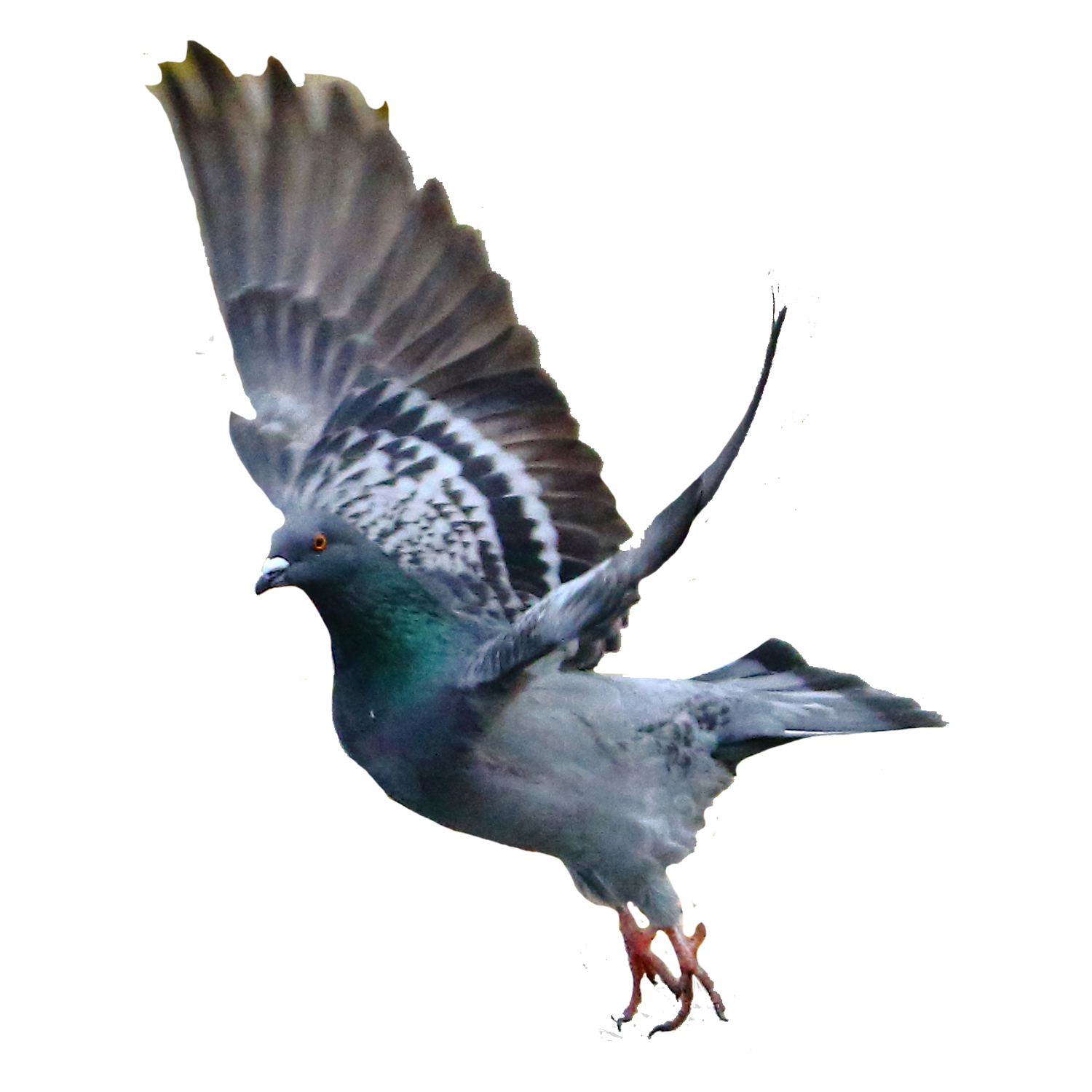Rock Dove Bird Columbidae Pigeon Png Download 15001500 Free