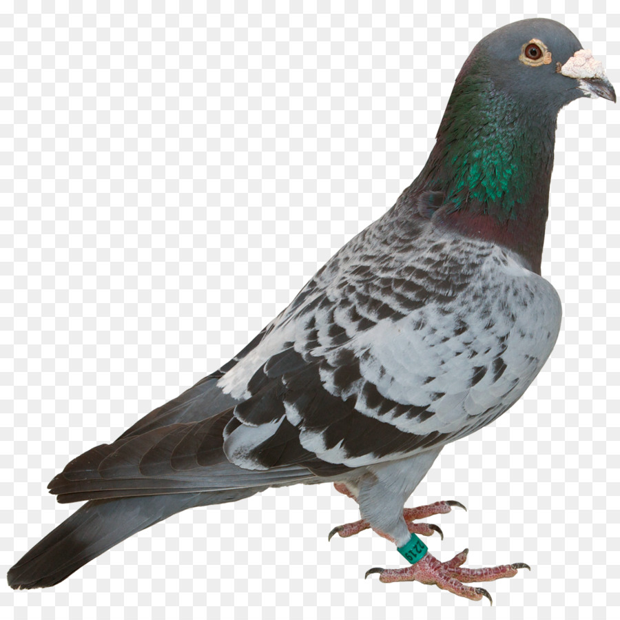 Bird Columbidae Stock dove Domestic pigeon Feather - pigeon png download - 1024*1024 - Free Transparent Bird png Download.