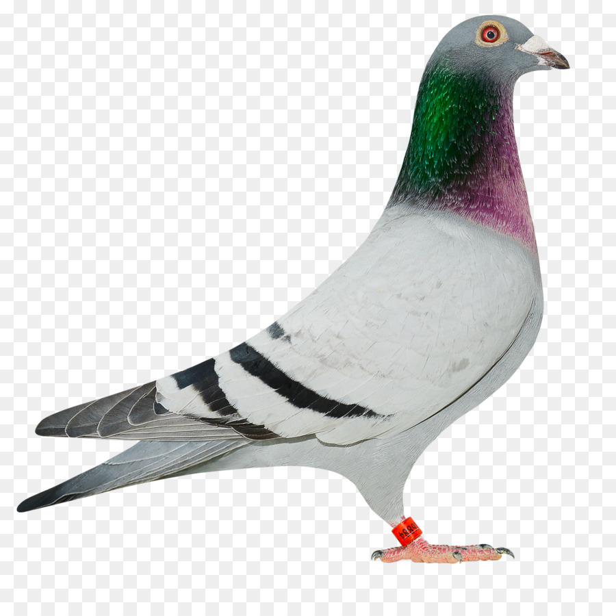 Homing pigeon Columbinae Rock dove Stock dove Bird - baby pigeon png download - 1200*1200 - Free Transparent Homing Pigeon png Download.