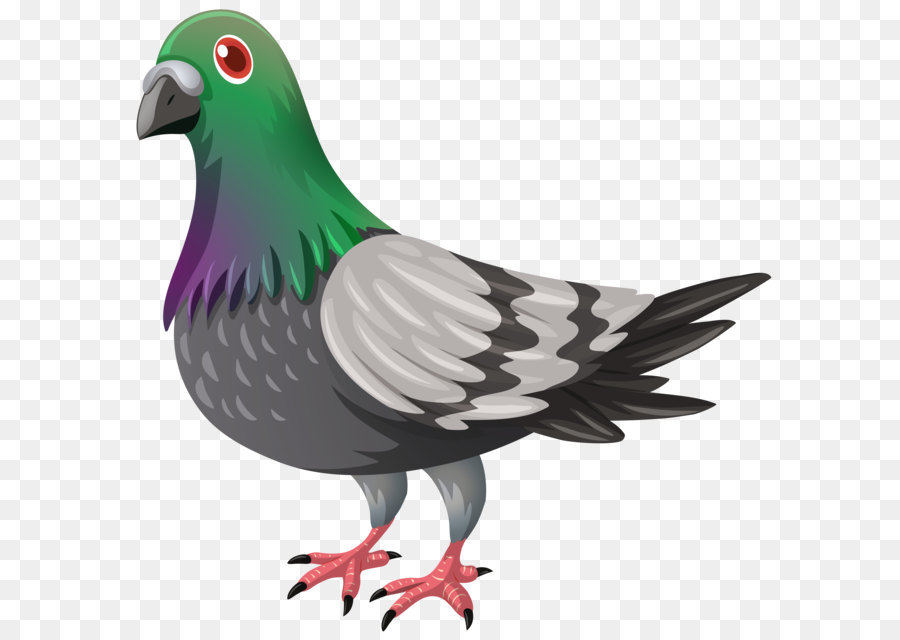 Domestic pigeon Pigeons and doves Papua New Guinea Pidgin - Pigeon Transparent PNG Image png download - 8000*7814 - Free Transparent Columbidae png Download.