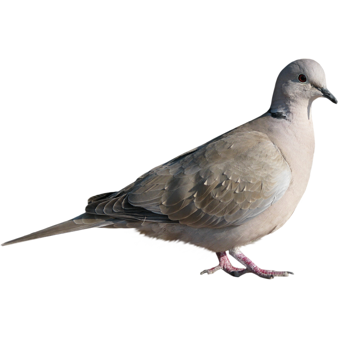 Rock Dove Columbidae Homing Pigeon Bird Stock Dove Dove Pigeon