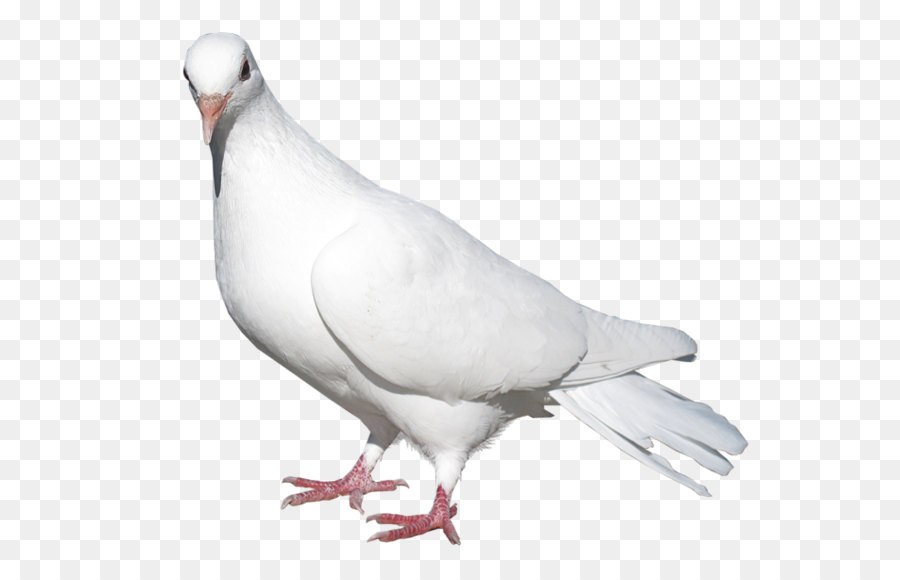 Pigeons and doves Domestic pigeon Bird Release dove - White Pigeon Transparent PNG Picture png download - 689*595 - Free Transparent Domestic Pigeon png Download.