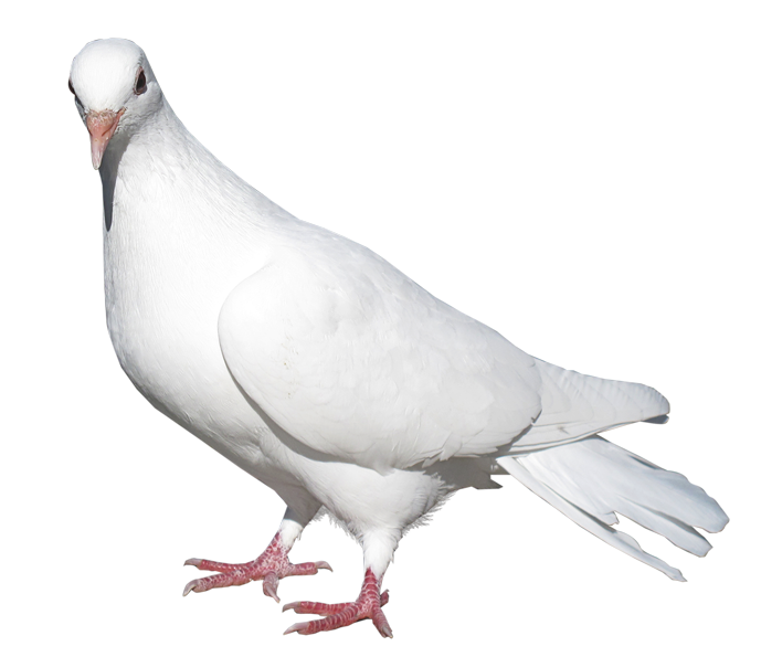 Pigeons And Doves Domestic Pigeon Bird Release Dove White Pigeon