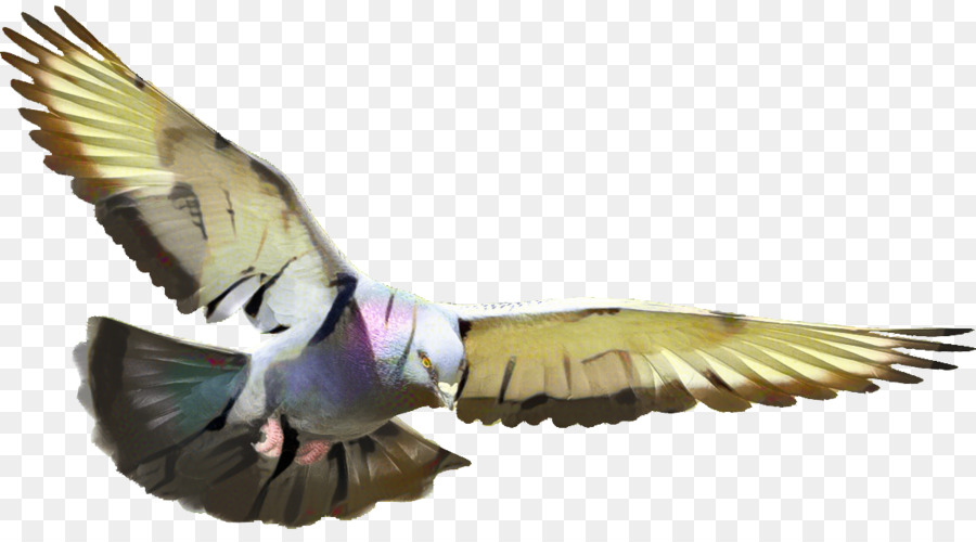Pigeons and doves Homing pigeon Portable Network Graphics Clip art Transparency -  png download - 1149*632 - Free Transparent Pigeons And Doves png Download.