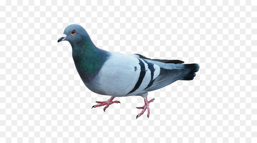 Pigeons and doves Bird Blue pigeon Clip art Tattoo - bird png download - 500*500 - Free Transparent Pigeons And Doves png Download.