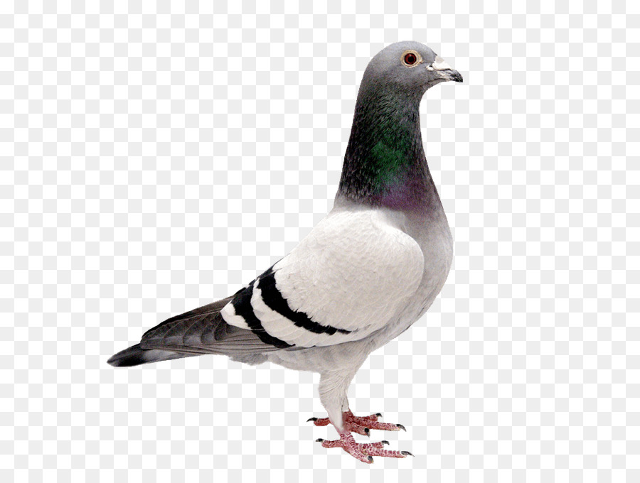 Racing Homer Homing pigeon Bird Columbidae Parrot - birds png download - 624*667 - Free Transparent Racing Homer png Download.