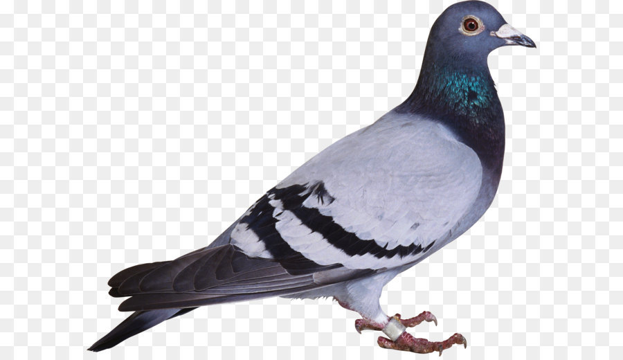 Bird Columbidae Columba Clip art - pigeon PNG image png download - 3419*2707 - Free Transparent English Carrier Pigeon png Download.