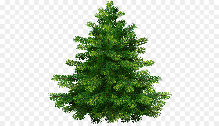 Noble fir Pine Tree Clip art - pine tree png download - 512*512 - Free Transparent Noble Fir png Download.