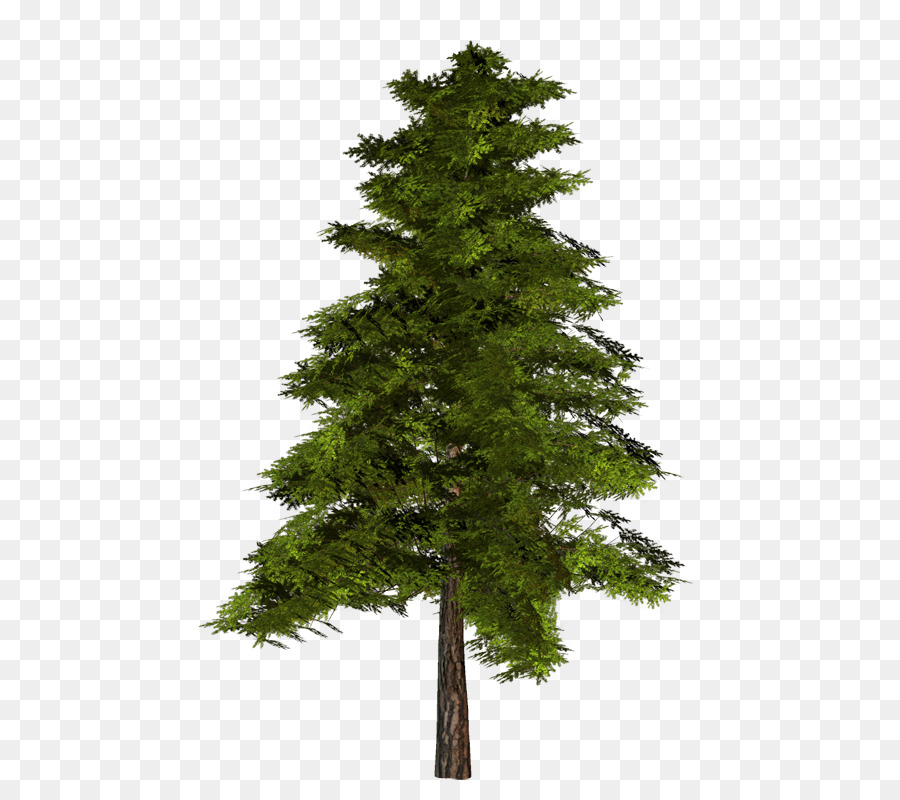 Pine Tree Clip art - tree png download - 516*800 - Free Transparent Pine png Download.