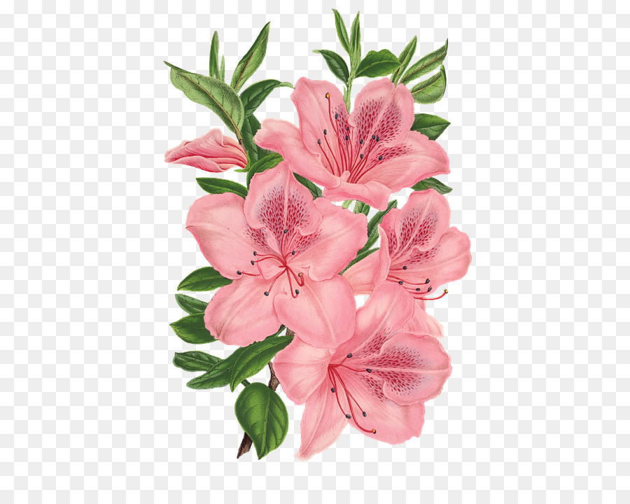 Pink bunch Drawing Pink flowers - flower png download - 478*720 - Free Transparent Pink Bunch png Download.