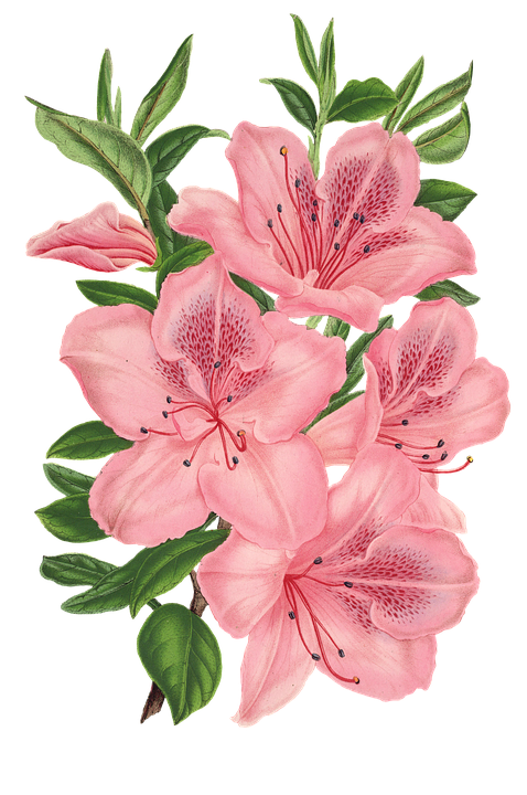 Pink bunch Drawing Pink flowers - flower png download - 478*720 - Free