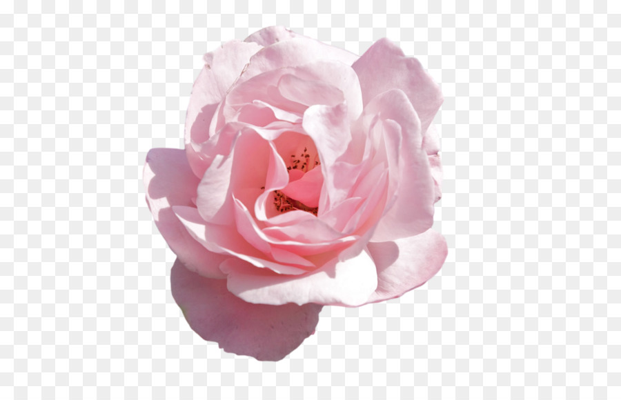 Rose Pink flowers - pink flower png download - 1280*800 - Free Transparent Rose png Download.