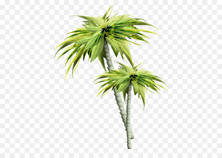 Asian palmyra palm Palm trees GIF Portable Network Graphics Image - palm tree Plan png download - 500*624 - Free Transparent Asian Palmyra Palm png Download.