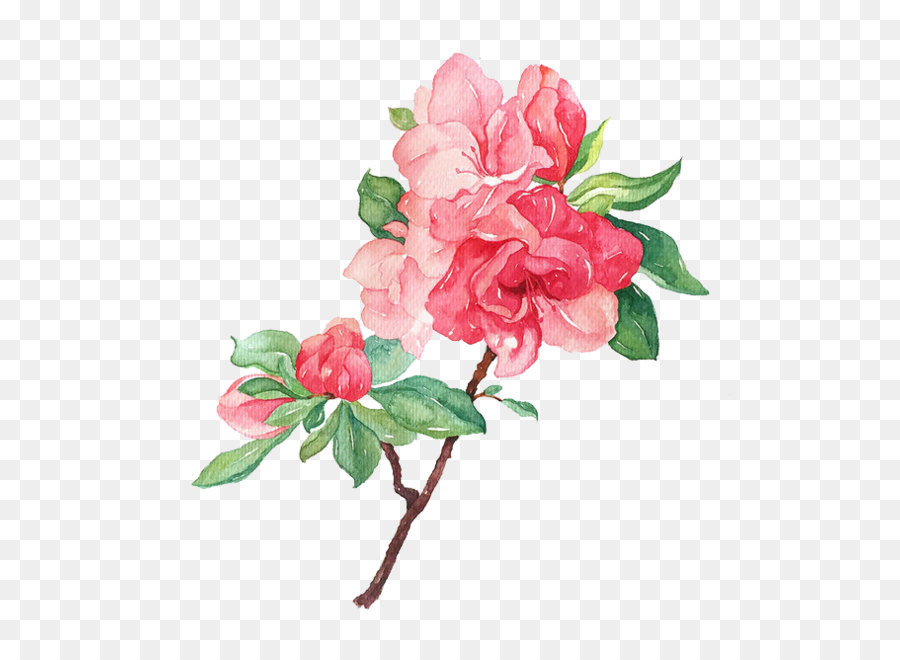 Garden roses Flower Illustration - Blooming flowers png download - 658*658 - Free Transparent Flower png Download.