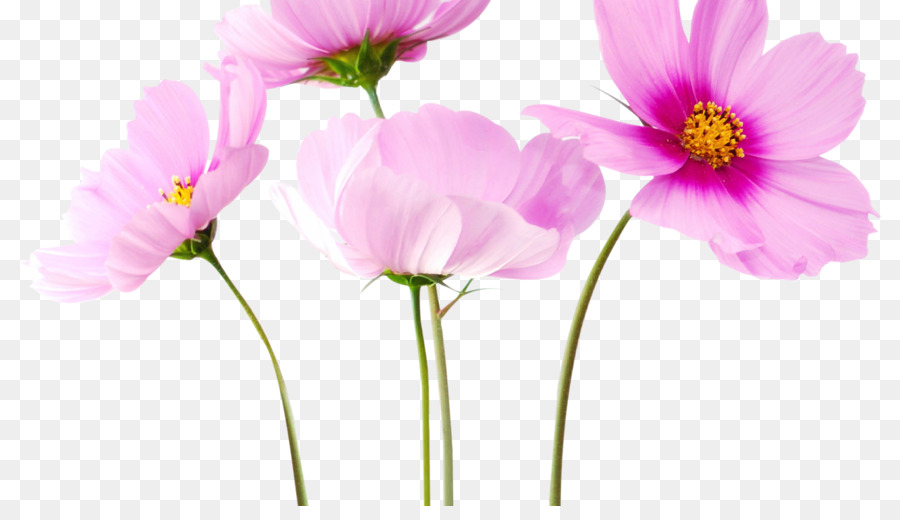Flower Rose Clip art - flower png download - 1280*720 - Free Transparent Flower png Download.