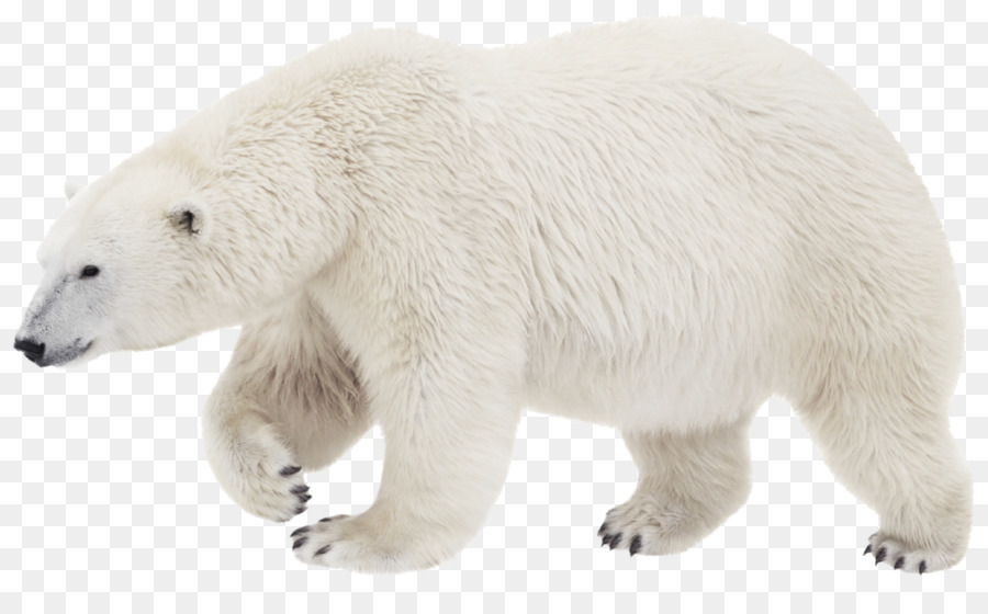 Polar bear Brown bear Stock photography Transparency - polar bear png download - 2289*1386 - Free Transparent Polar Bear png Download.