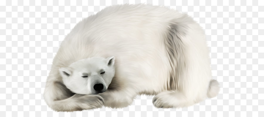 Polar bear Kodiak bear Earless seal Walrus Polar regions of Earth - White Bear PNG Transparent Clip Art Image png download - 1316*794 - Free Transparent Polar Bear png Download.