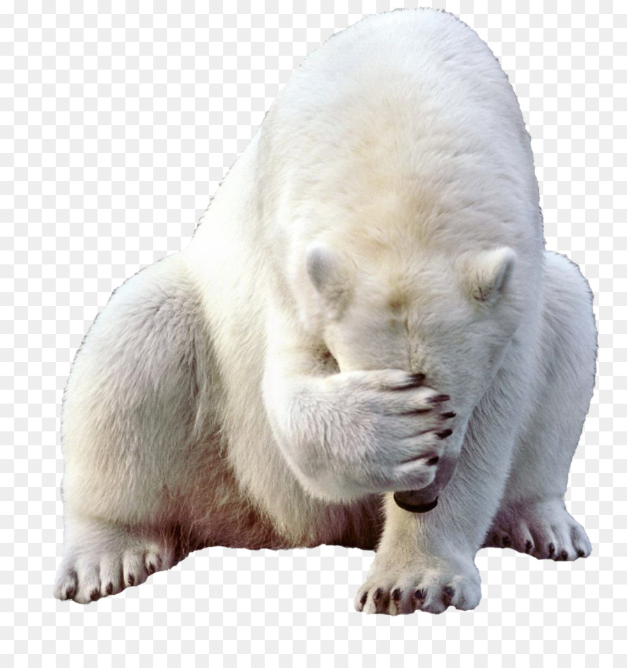 Baby Polar Bear Kodiak bear - polar bear png download - 1209*1280 - Free Transparent Polar Bear png Download.