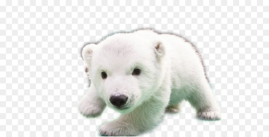 Baby Polar Bears Baby Bears Dog - polar bear png download - 580*458 - Free Transparent Polar Bear png Download.
