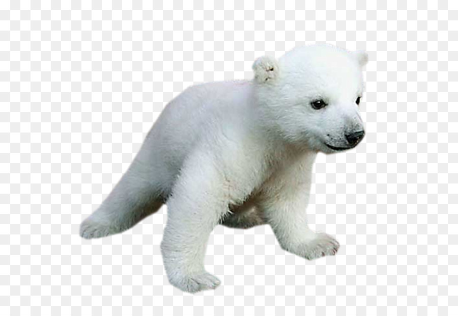 Polar bear Baby Animals for Kids - polar bear png download - 661*614 - Free Transparent Polar Bear png Download.