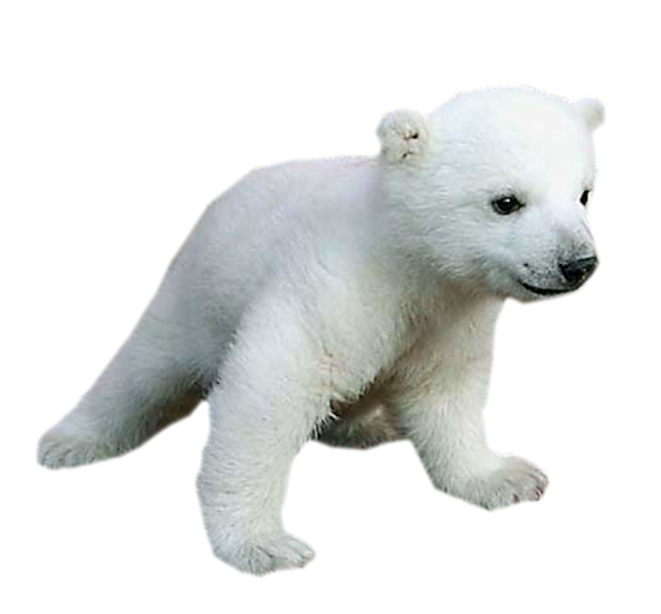 Polar bear Baby Animals for Kids polar bear png download 661*614