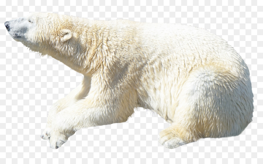 Polar bear Clip art - polar bear png download - 1024*620 - Free Transparent Polar Bear png Download.