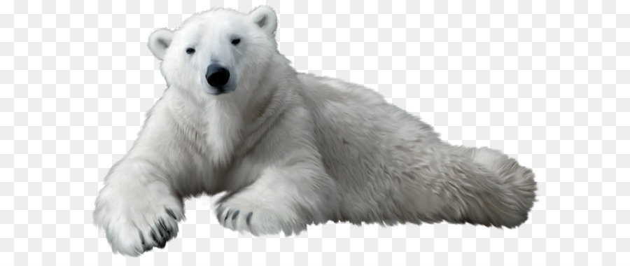 Polar bear Kodiak bear Clip art - Polar white bear PNG png download - 2300*1344 - Free Transparent Polar Bear png Download.