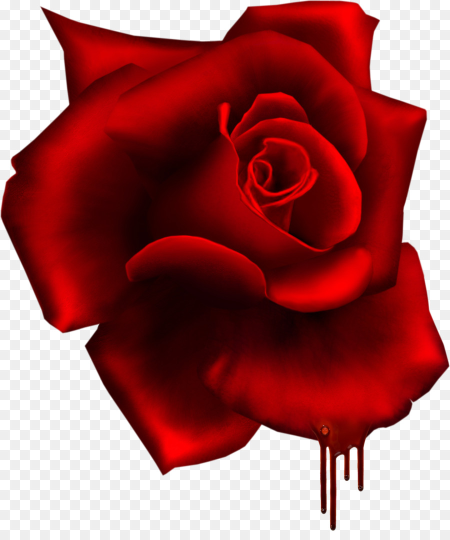 Garden roses Red Flower - sea rose png download - 1242*1466 - Free Transparent Rose png Download.