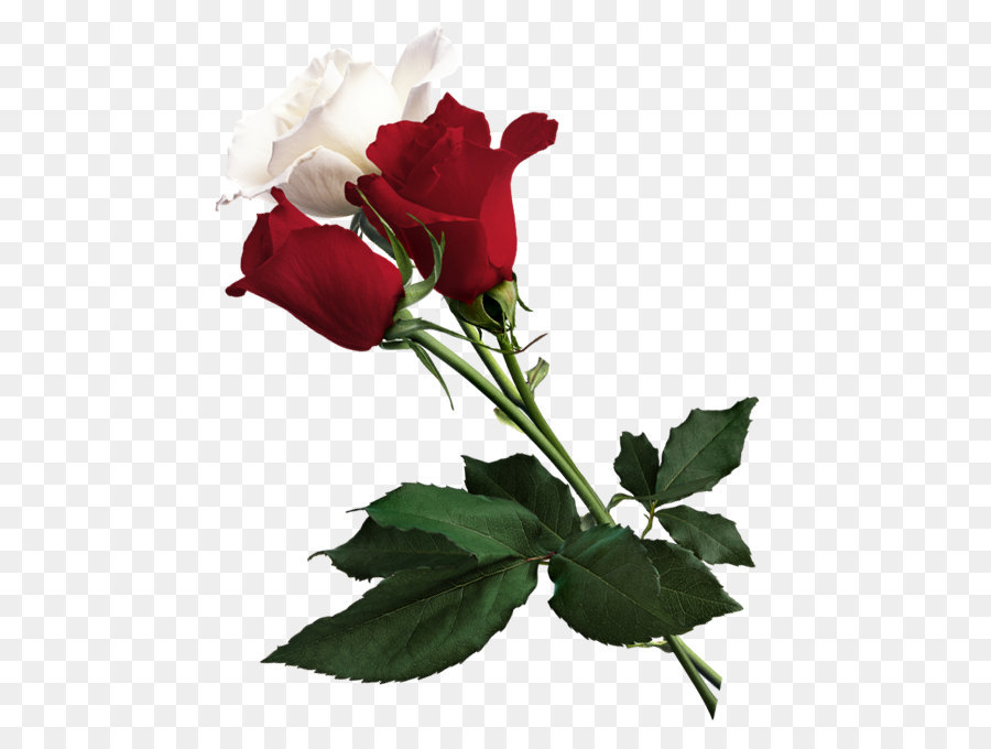 White Rose of York Flower Red White Rose of York - White and Red Roses PNG Picture png download - 540*667 - Free Transparent Rose png Download.