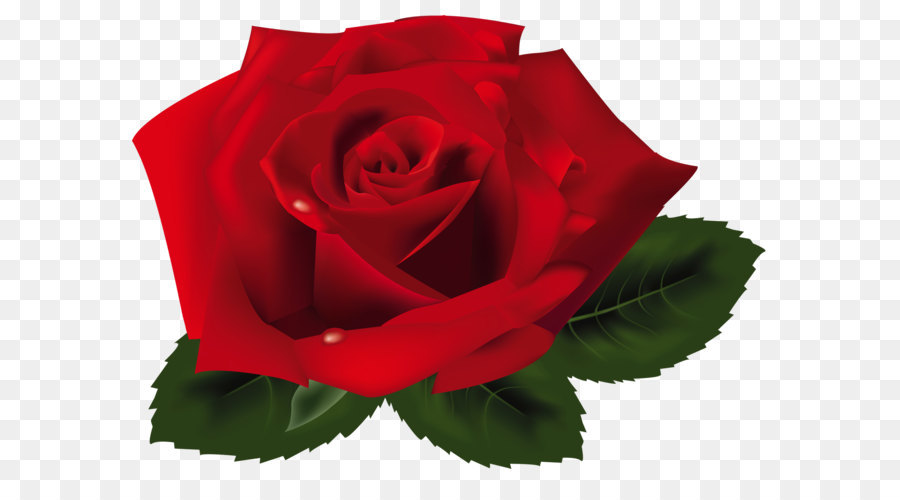 Rose Clip art - Red Rose PNG Clipart png download - 1673*1282 - Free Transparent Rose png Download.