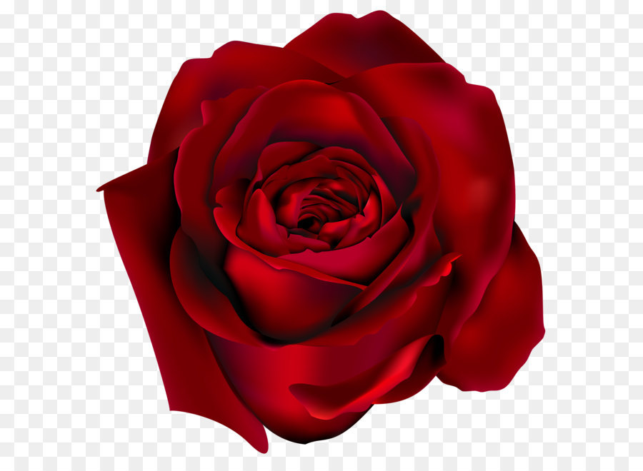 Rose Clip art - Transparent Red Rose PNG Clipart Picture png download - 3087*3078 - Free Transparent Rose png Download.