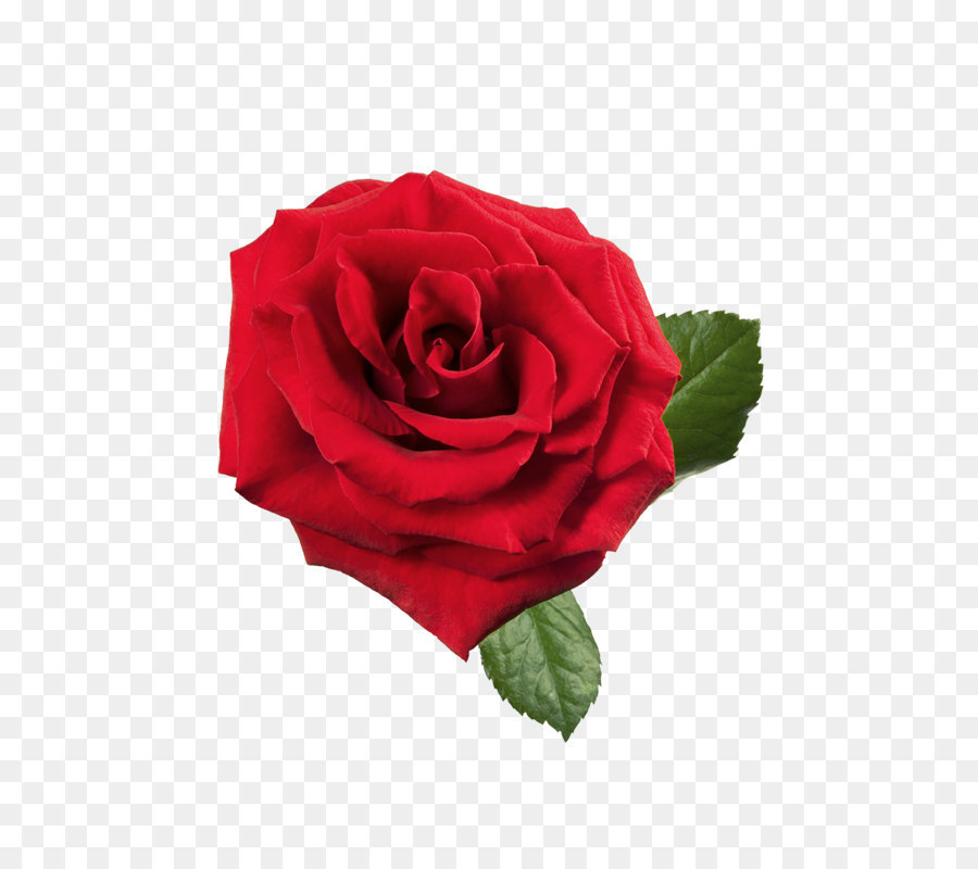 Rose Red Clip art - Large Red Rose PNG Clipart png download - 533*800 - Free Transparent Rose png Download.