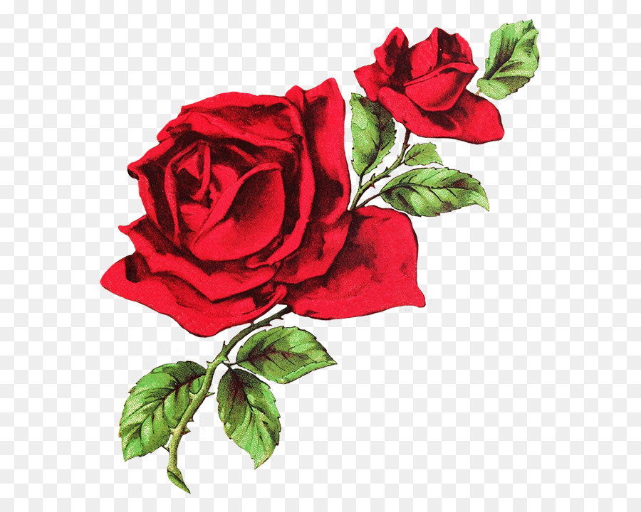 T-shirt Rose Drawing Flower Clip art - red rose png download - 649*709 - Free Transparent Tshirt png Download.