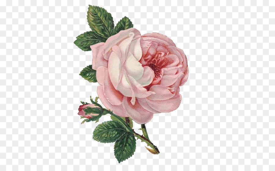 Rose Flower Clip art - rose png download - 500*547 - Free Transparent Rose png Download.